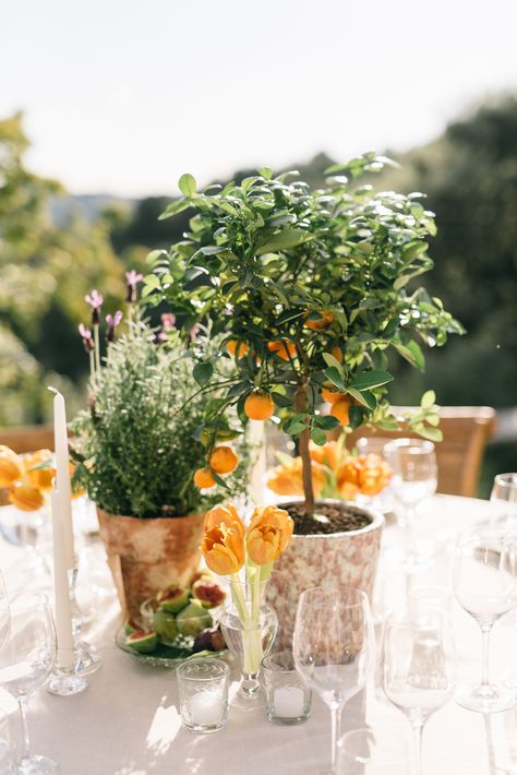 Rustic Wedding Centerpieces: Mini Orange Trees Affordable Wedding Centerpieces, Plant Centerpieces, Cheap Wedding Centerpieces, Mediterranean Wedding, Low Centerpieces, Aisle Flowers, Sustainable Wedding, Rustic Wedding Centerpieces, Tuscany Wedding