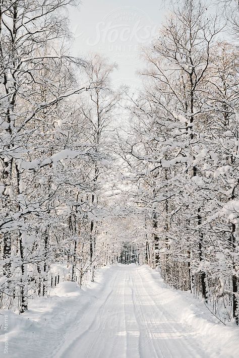 A snow covered road lined with trees in the Swedish countryside Winter Backgrounds Iphone, Swedish Countryside, Iphone Wallpaper Winter, Winter Road, Snow Pictures, Snow Photography, Winter Szenen, Snow Tree, Winter Illustration