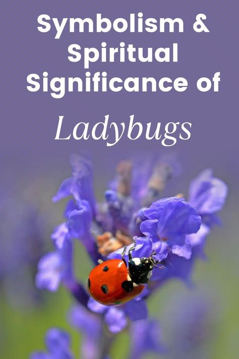 Ladybug Meaning: Uncovering Symbolism and Spiritual Significance Ladybug Meaning, Colorful Insects, Yellow Ladybug, Ladybug Tattoo, Lady Bug Tattoo, Bug Tattoo, Dark Underarms, Your Guardian Angel, Tattoo Meaning