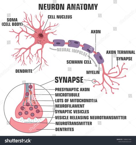 Vector scientific icon structure of neuron and synapse. Description of the anatomy of the neuron of the brain and synapse. Illustration of the structure of a neuron and synapse in a flat minimalism #Ad , #spon, #structure#neuron#synapse#Vector Structure Of Neuron, Neuron Drawing, Neuron Anatomy, Neuron Diagram, Neuron Synapse, Neuron Structure, Human Biology, Biology Projects, Holiday Homework