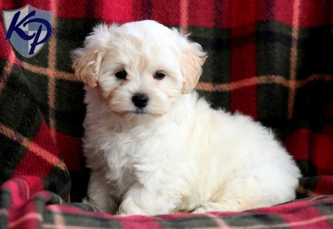 Fisher – Maltipoo Puppies for Sale in PA | Keystone Puppies Chihuahua Mix Puppies, Designer Dogs Breeds, Maltipoo Puppies For Sale, Bichon Havanais, Maltipoo Dog, Maltipoo Puppies, Dog Dna Test, Cute Small Dogs, Puppy Finder