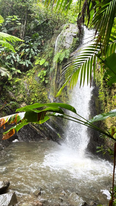 Puerto Rico El Yunque, Puerto Rico Waterfalls, El Yunque Puerto Rico, Tropical Caribbean, Tattoo Coverup, El Yunque Rainforest, Puerto Rico Trip, Caribbean Island, Perspective On Life