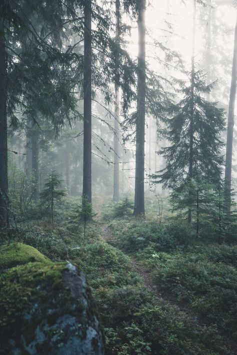 Early in the morning in the misty woods of central Finland [1440x2160] [OC]  Click the link for this photo in Original Resolution.  If you have Twitter follow twitter.com/lifeporn5 for more cool photos.  Thank you author: https://bit.ly/2W31GwN  Broadcasted to you on Pinterest by pinterest.com/sasha_limm  Have The Nice Life! Misty Woods, Dark Naturalism, Earth Pictures, Misty Forest, Early In The Morning, Cabins In The Woods, Dark Forest, Nature Aesthetic, Pretty Places