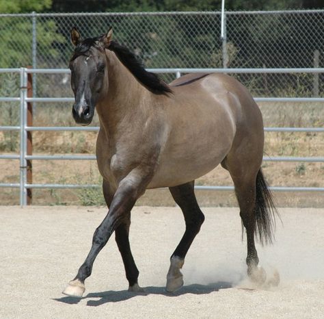 Quarter Horse stallion PCR Peppy Doc, would love to breed him to my palomino mare <3 Horse Pens, Grulla Horse, Kathiyawadi Horse, Aqha Horses, Quarter Horse Stallion, Marwari Horses, Tennessee Walking Horse, Horse Facts, Walking Horse