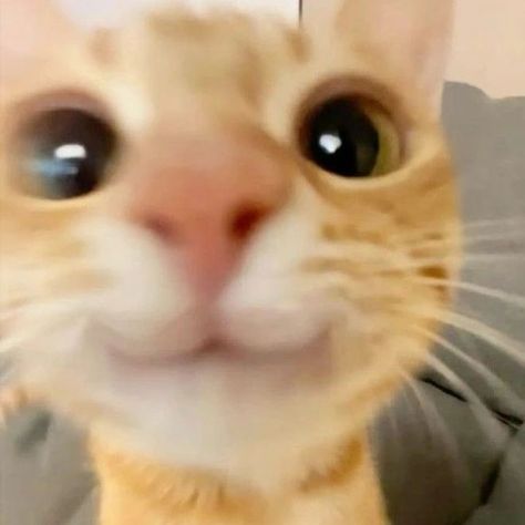 Best Cat Litter, Kitten Images, Good Morning Funny, Cat Parenting, Pet Hacks, Silly Cats, Orange Cat, Cool Cats, Cat Memes