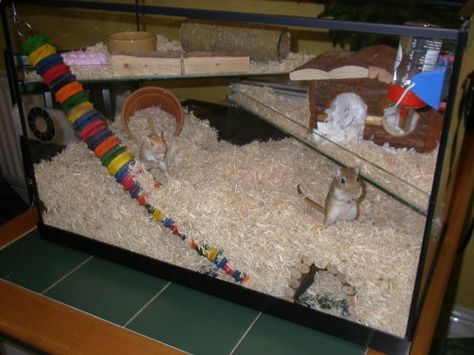 Gerbil Housing -                                         Little P.A.W.S Gerbil Habitat Ideas, Gerbil Tank Ideas, Gerbil Cage Ideas, Diy Bin Hamster Cage, Aesthetic Gerbil Cage, Degu Cage, Teddy Hamster, Ikea Detolf Hamster Cage Lid, Gerbil Cages