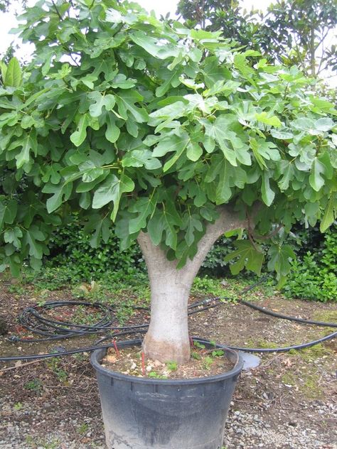 potted panache fig tree Growing Fig Trees, Fig Tree Plant, Fruit Trees In Containers, Fruits Garden, Ficus Carica, Fig Trees, Tree Planters, Potted Trees, Vegetable Garden Design