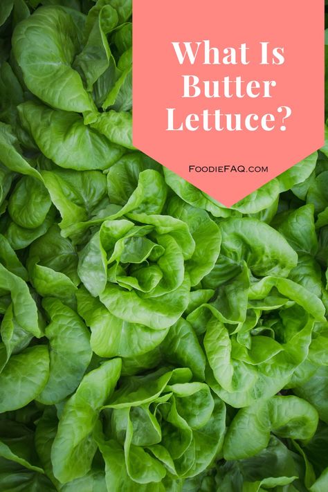 What is Butter Lettuce? Butter Lettuce has large fluffy leaves; it's tender and has a buttery texture, which makes it such a delight to eat. Butter Crunch Lettuce Recipes, Butter Lettuce Recipes, Butter Crunch Lettuce, Lettuce Benefits, Bib Lettuce, Bread Replacement, Types Of Lettuce, Lettuce Recipes, Butter Lettuce