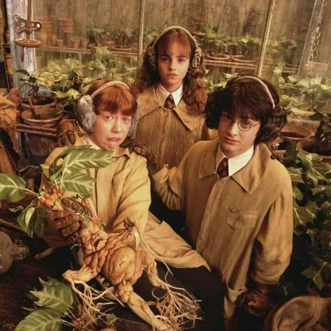 Harry Potter Twin Sister, Film Harry Potter, Harry Potter Ron And Hermione, Ron And Harry, Ronald Weasley, Harry Potter Ron, Harry Potter Icons, Buku Harry Potter, Images Harry Potter