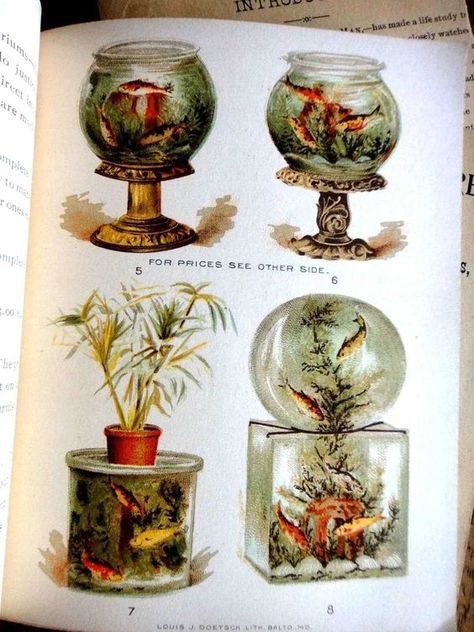 1893 Antique Victorian fish bowl catalogue Poster Shelf, Victorian Bird Cage, Victorian Terrariums, Mermaid Palace, Light Knight, Vintage Aquarium, Steampunk Fish, Modern Conservatory, Mermaid Found