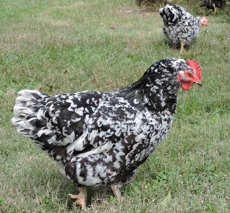 Java Chicken, Chicken Barn, Egg Production, Brown Eggs, Chicken Breeds, Small Farm, Raising Chickens, Free Range, Java