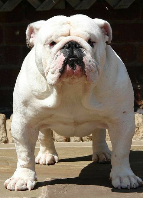 English Bulldog Pictures, Outdoor Dog Toys, Bulldog Pictures, White Bulldog, Bulldog Pics, Bulldog Breeds, Bulldog Funny, Bulldog Puppies For Sale, Cute Bulldogs