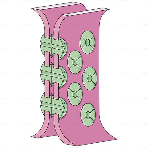 Cell gap junctions vector scientific illustration Gap Junction, Scientific Illustration, Med School, Free Energy, Biology, Blockchain, Medicine, Gap, Energy