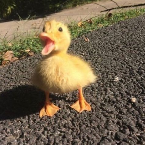 DUCKS OF THE WEB 🦆 on Instagram: “Me when i see food... tag a duck lover 🦆 - ( Credits to owner , message if you know) - - #duck #ducks #petduck #petducks #ducksofinstagram…” A Small, Yellow