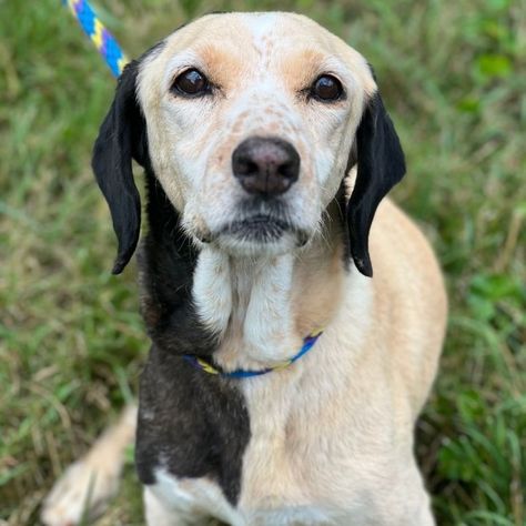 Beagle German Shepherd Mix Dogs, Beagle Poodle Mix Puppies, Beagle Mix Puppies, Beagle Basset Hound Mix Puppy, Dental Cleaning, Beagle Mix, Helping The Homeless, Dog Rules, Mixed Breed