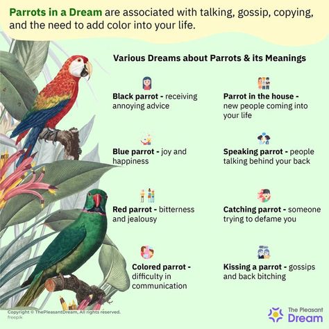 33 Types of Dreams about Parrots & their Meaning Spirit Symbols, Wicca Goddess, Symbols And Their Meanings, Types Of Dreams, Dream Analysis, Increase Height Exercise, Dr Wayne Dyer, Talking Behind Your Back, Dream Meaning