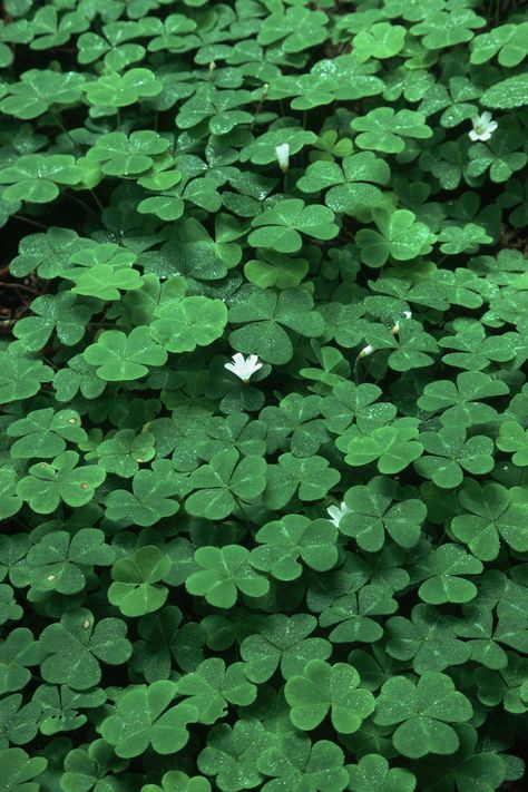 The Best Type of Clover to Plant in Shade | Hunker Cover Ups Tattoo, Shamrock Plant, Clover Plant, Oxalis Triangularis, Wood Sorrel, Ground Covering, Plant Labels, Ground Cover Plants, Shade Plants