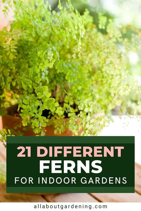 Are you thinking of adding some ferns to your indoor garden? There are many different types of ferns that make fantastic houseplants. In this article we will go over 21 different types of ferns to choose from! Types Of Fern Plants, Indoor Ferns, Types Of Ferns, Types Of Houseplants, Ferns Garden, Inside Plants, Fern Plant, Indoor Gardens, Growing Indoors