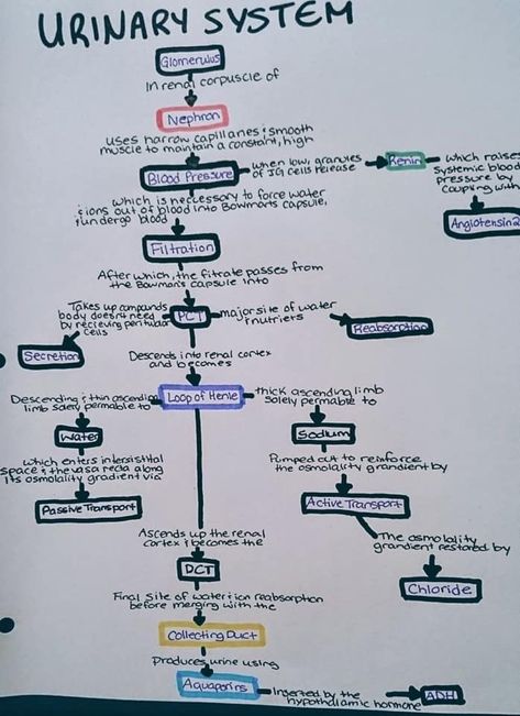 Anatomy Urinary System, Urinary System Anatomy Physiology, Urinary System Nursing Notes, Renal System Physiology, Urinary Nursing Notes, The Urinary System Notes, Renal Physiology Notes, Urinary System Anatomy Notes, Renal System Notes