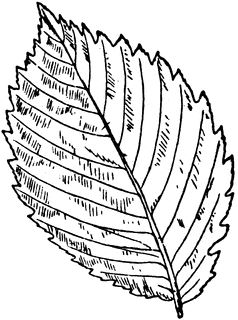 American Elm Tree, Elm Leaf, Elm Tree, Natural Hairstyle, Leaf Drawing, Plant Drawing, Nature Study, Tree Tattoo, Digital Flowers