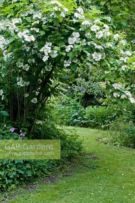 Grass Pathway, Guelder Rose, Viburnum Opulus, British Garden, Plant Photography, White Garden, Pollinator Garden, Summer Plants, White Gardens