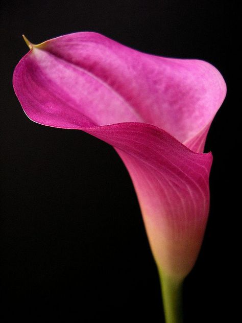 Pink calla 1 by tanakawho Pink Calla Lily, Cala Lilies, Pink Calla Lilies, Acrylic Flower Painting, Photos Flowers, Calla Lily Flowers, Lily Flowers, Bloom Where You Are Planted, Calla Lilies