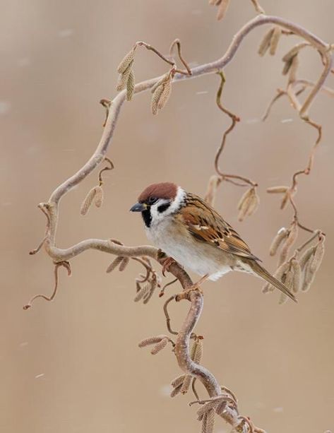 Eurasian Tree Sparrow, Tree Sparrow, Sparrow Bird, Online Selling, Sparrows, Amazing Drawings, Bird Pictures, All Birds, Birds Tattoo