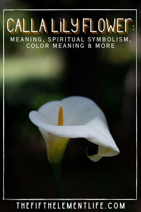 Calla Lily Flower Meaning Lily Meaning, Calla Lily Flower, Calla Lily Flowers, Flower Meanings, Color Meanings, Spiritual Meaning, Lily Flower, Calla Lily, Meant To Be