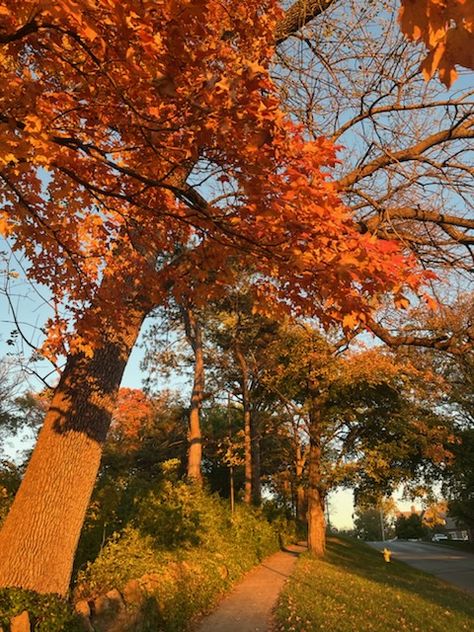 pretty tree in autumn #tree #autumn #fall #walking #aesthetic #orange #leaves #darkacademia #cottagecore #sunset #sunrise #pretty Walking Aesthetic, Tree In Autumn, Trees In Autumn, Trees Aesthetic, Tree Autumn, Autumn Afternoon, Aesthetic Orange, Autumn Sunset, Pretty Trees