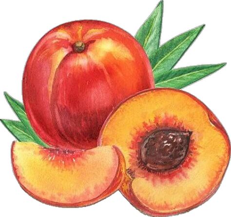 Peach Crafts, Rethink Your Drink, Wee Folk Art, Fruit Art Drawings, Fruit Crafts, Fruit Coloring Pages, Fruits Drawing, Juicy Peach, Peach Art