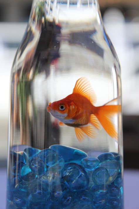 Goldfish Centerpiece, Glass Bottle Centerpieces, Bottle Centerpieces, Inspirational Photos, Goldfish, Glass Bottle, Wedding Centerpieces, Glass Bottles, Fish Pet