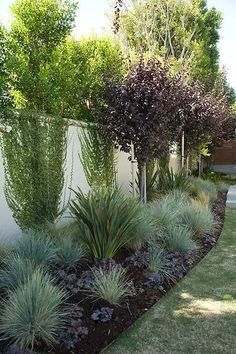 Drought Landscaping, Privacy Landscaping Backyard, Landscaping Along Fence, Front Landscape, Fence Plants, Privacy Landscaping, Path Ideas, Drought Tolerant Landscape, Garden Wallpaper