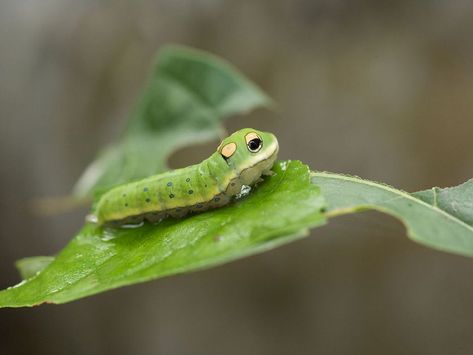 Spicebush swallowtail caterpillar & 10 remarkable caterpillars and what they become. Regal Moth, Flannel Moth, Spicebush Swallowtail, South American Rainforest, Cecropia Moth, Identify Plant, Plant Pests, Moth Caterpillar, Swallowtail Butterfly