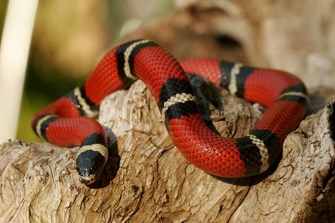 Scarlet King, Milk Snake, Venomous Snake, King Snake, Poisonous Snakes, Pretty Snakes, Coral Snake, Ring Pattern, Snake Venom