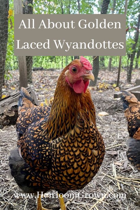 Chicken Permaculture, Wyandotte Chicken, Permaculture Garden, Chicken Care, Golden Chicken, Backyard Flocks, Chicken Garden, Permaculture Gardening, Keeping Chickens