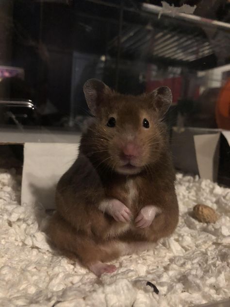 Brown Syrian Hamster, Brown Hamster, Hamster Breeds, Hamster Pics, Hamster Life, Hamster Habitat, Hamster Care, Hamster Cages, Syrian Hamster