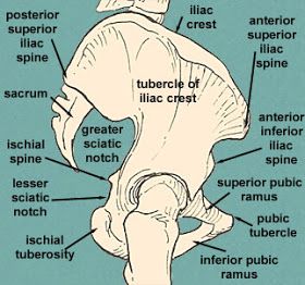 Tom's Physiotherapy Blog: Importance of the hip joint in rock climbing Pelvis Side View, Skeleton Pelvis, Human Osteology, Radiographic Positioning, Pudendal Nerve, Radiography Student, Female Pelvis, Pelvis Anatomy, Human Drawing Reference