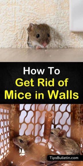 Chewed through plastic bags, scratching noises in the walls, and unexplained black shiny droppings all point to a mouse problem in your home. Learn how to use peppermint oil and other pest control methods to get rid of mice in walls. #mouseproblem #pestcontrol #micewall Mouse In The Wall, Mouse Repellent Diy, Mouse Deterant, Mice In House, Diy Mice Repellent, Mouse Poison, Mouse Repellent, Mouse In The House, Mice Infestation