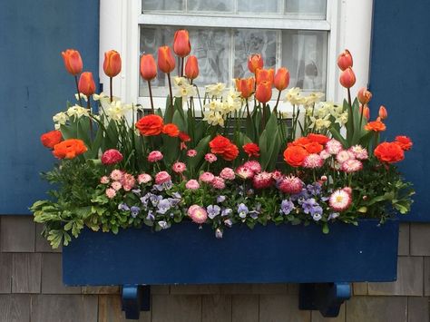 Under Window Flower Boxes, Flower Box Inspiration, Tulips In Window Boxes, Tulip Window Boxes, Spring Window Boxes, Flower Boxes Window, Flower Box Garden, Window Flower Boxes, Window Box Plants