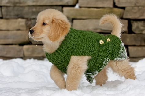 Puppy fashion Dogs Training, Golden Puppy, Puppy Clothes, Golden Retriever Puppy, Retriever Puppy, Dogs Golden Retriever, Beloved Dog, Cute Animal Pictures, Sweet Animals