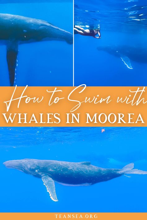 The ultimate travel guide to swimming with Humpback whales in Mo'orea, including the best time to swim with whales in Moorea, what to expect when swimming with humpbacks in Moorea, how to swim with whales in French Polynesia, and so much more! Mo'orea is a must visit for all your French Polynesia bucket list adventures! | moorea whale swim | moorea travel guide | moorea bucket list | tahiti whale swim | swim with whales in tahiti | french polynesia whale swim | Bahamas Travel Guide, Moorea Island, Moorea French Polynesia, Bimini Islands, Bimini Bahamas, Tropical Travel Destinations, Tahiti French Polynesia, Florida Holiday, How To Swim