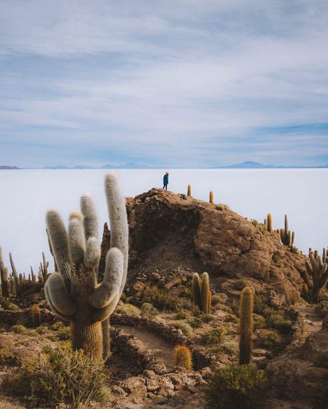 Incahuasi Island, Uyuni Salt Flats, Bolivia - Visit South America Salt Flats Bolivia, South America Continent, Bolivian Salt Flats, Bolivia Salt Flats, Uyuni Salt Flats, Wildlife Protection, Water Scarcity, Salt Flats, Camping Activities