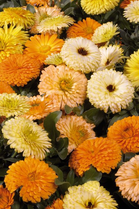 Calendula officinalis, Bon Bon™ Mix, Annual | Benary Calendula Seeds, Moving Plants, Calendula Officinalis, Calendula Flower, Annual Flowers, Grass Seed, Herb Seeds, Heirloom Seeds, Bon Bon