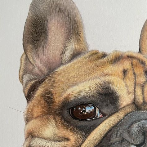 Drawing Of French Bulldog, French Bulldog Sketch, France Bulldog Drawing, French Bulldog Watercolor, French Bulldog Watercolor Painting, Sketches Tutorial, Custom Drawing, Watercolor Dog, Eye Drawing