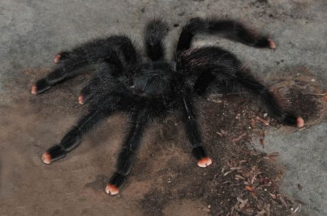 pink toed tarantula Pink Tarantula, Pinktoe Tarantula, Pink Toe Tarantula, Aesthetic Tarantula, Pink Toed Tarantula, Crocheted Tarantula Pink, Tarantula Enclosure, Brazilian Pinkbloom Tarantula, Pet Tarantula