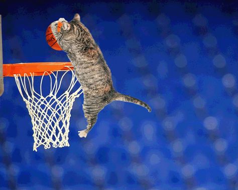 Cats Playing Basketball, Cat Basketball, Cat Travel Accessories, Cat Patio, Cat Essentials, Cat Info, Cat Lady Gift, Stuffed Animal Cat, Playing Basketball