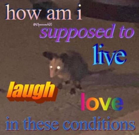 Raccoon Memes, Mood Memes, Silly Goofy, Reaction Images, Vie Motivation, Mood Humor, Silly Animals, Funny Reaction Pictures, Funny Meme