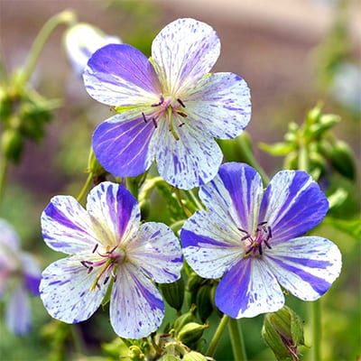 Tortoise Garden, Geranium Pratense, Blue Geranium, Cranesbill Geranium, Scented Geranium, Hardy Geranium, Future Garden, White And Blue Flowers, Easy Care Plants