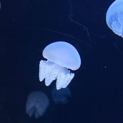 Cool Sea Creatures, Jellyfish Swimming, Sea Jellies, Ocean Beauty, Princess Jellyfish, Deep Sea Creatures, Beautiful Sea Creatures, Jelly Fish, Aquatic Animals