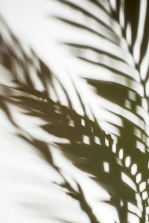 Leaves Aesthetic, Plant Shadow, Ombres Portées, Shadow Photography, Natural Background, Shadow Pictures, Plant Aesthetic, Trik Fotografi, White Backdrop